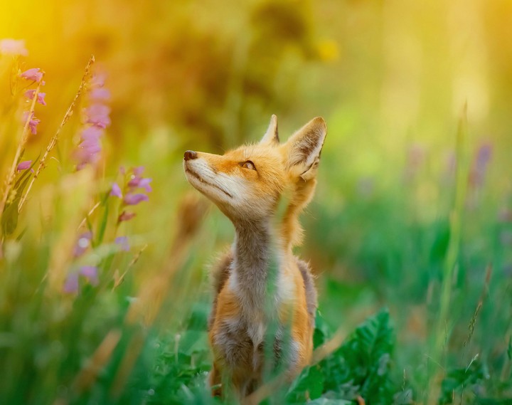 fox