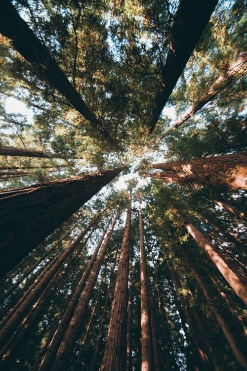 Trees