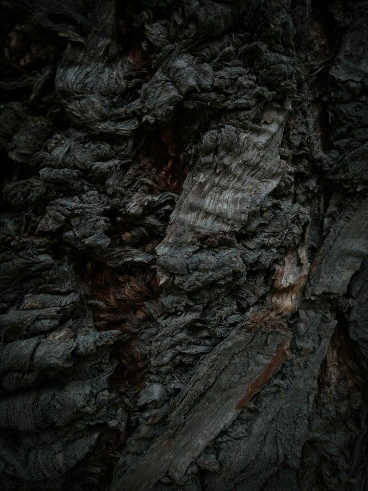 Tree Bark......