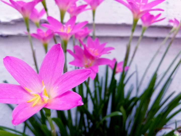orchid