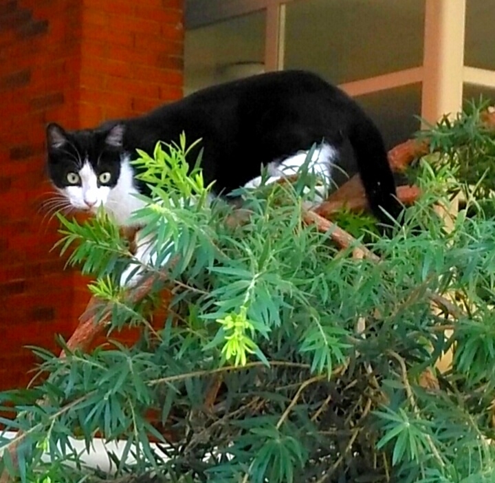 Curiosity