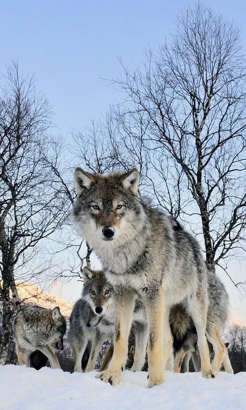 wolf