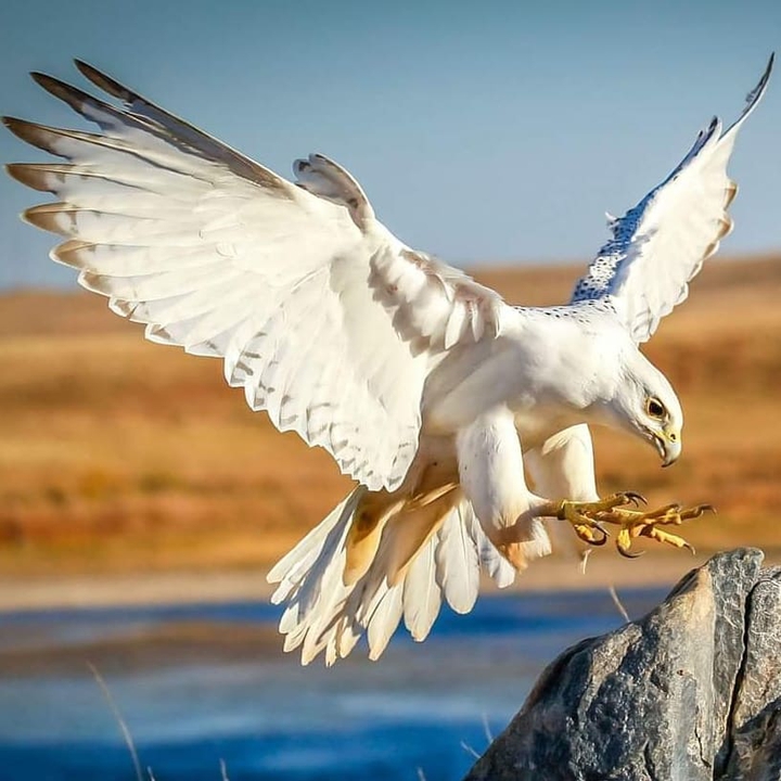 Kartal ?