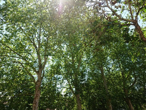 Trees