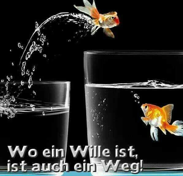 goldfish