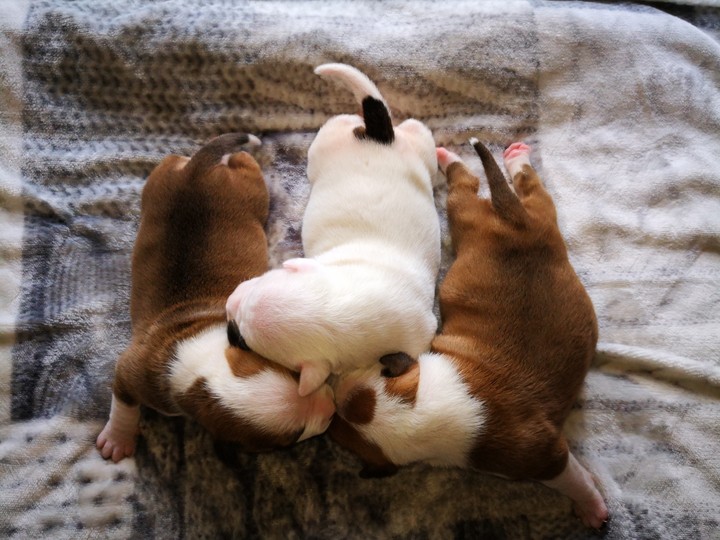 amstaff puppies