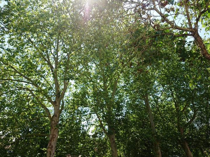 Trees