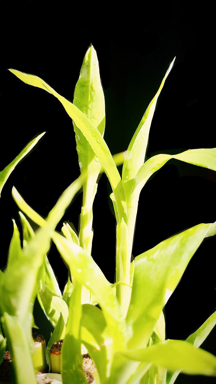 plant