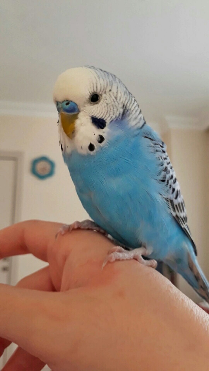 my bird