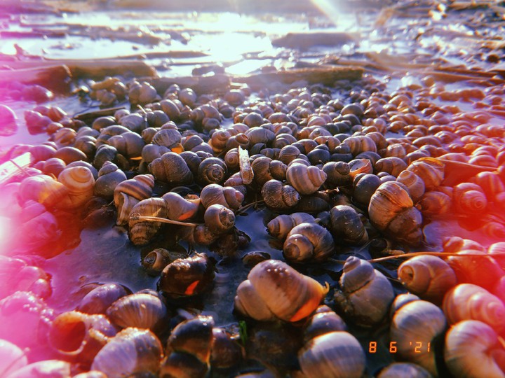 море