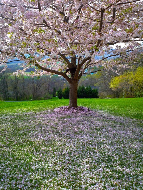tree