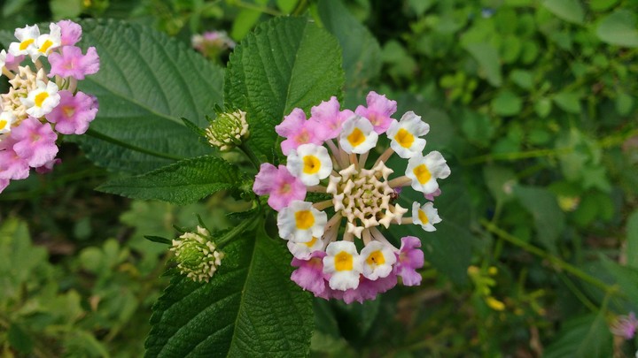 flower