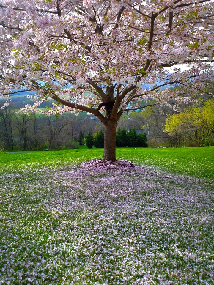 tree