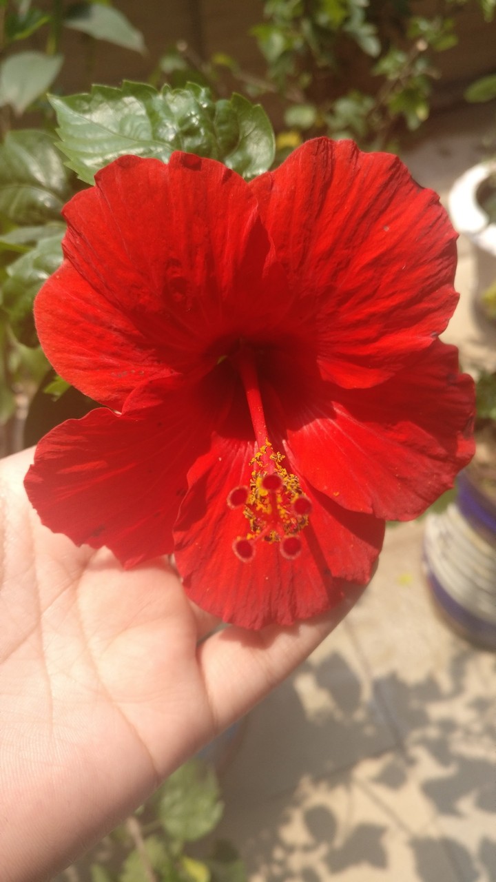 Red hibiscus