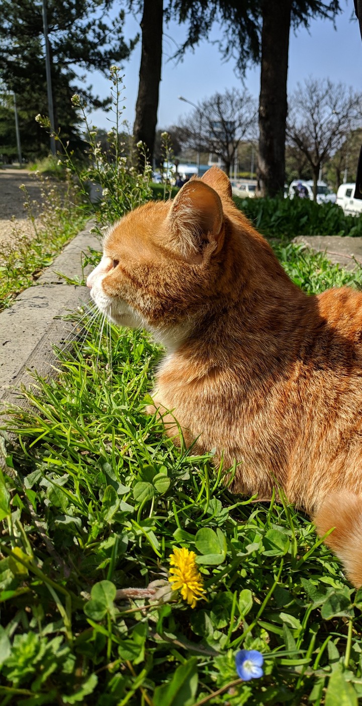 Subway Cat lies on the grass