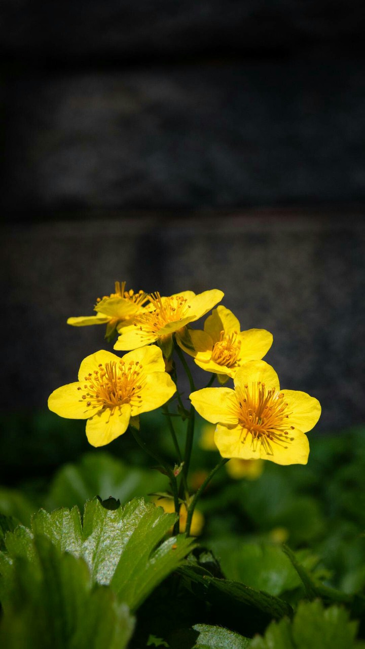flowers.