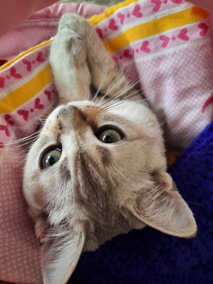 Lovely kitten