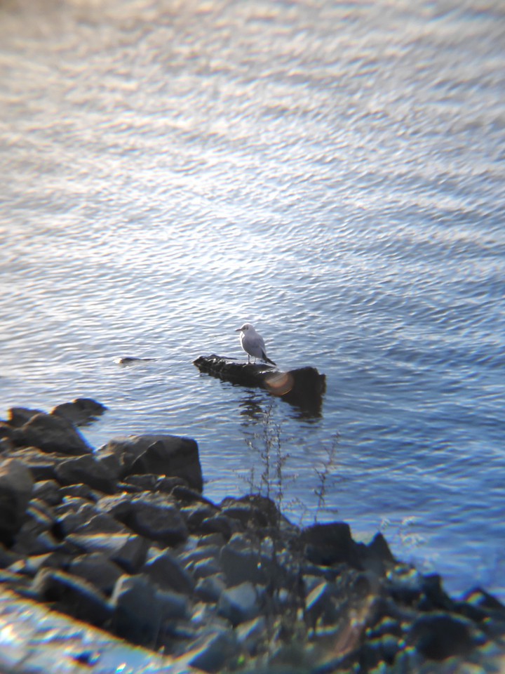 Resting gull