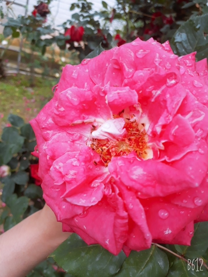 rose