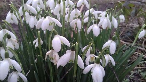 spring is coming....