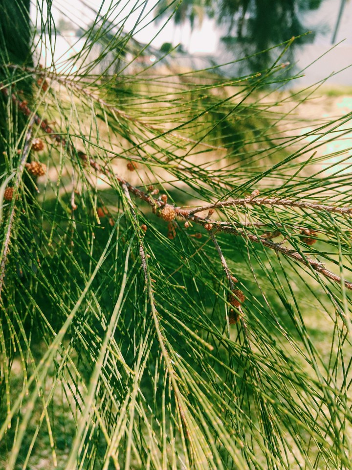 Pinaceae Zapopan