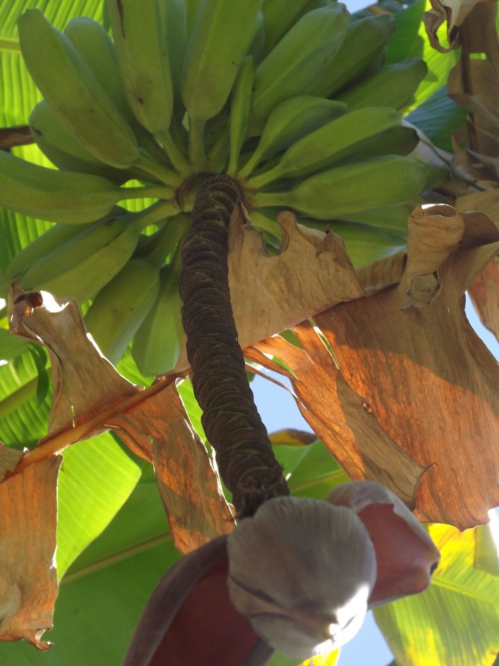 Banana tree