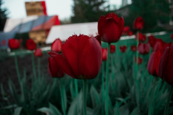 тюльпаны