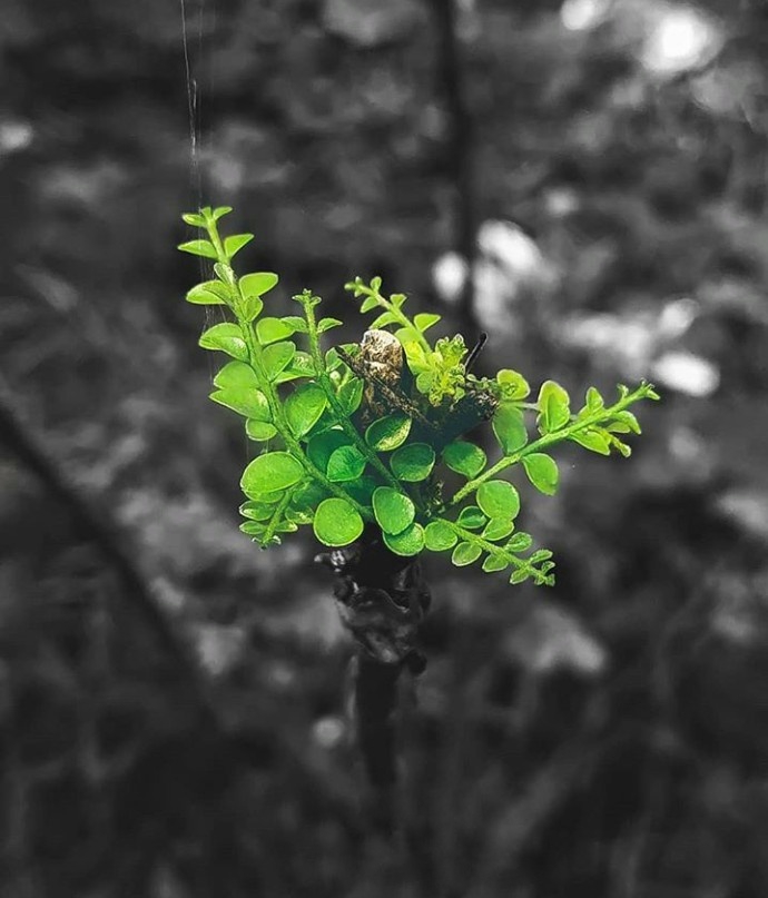 green