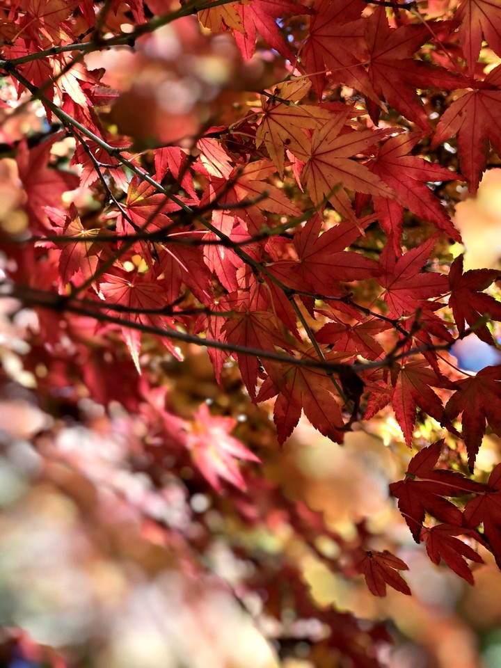 Maple leaf