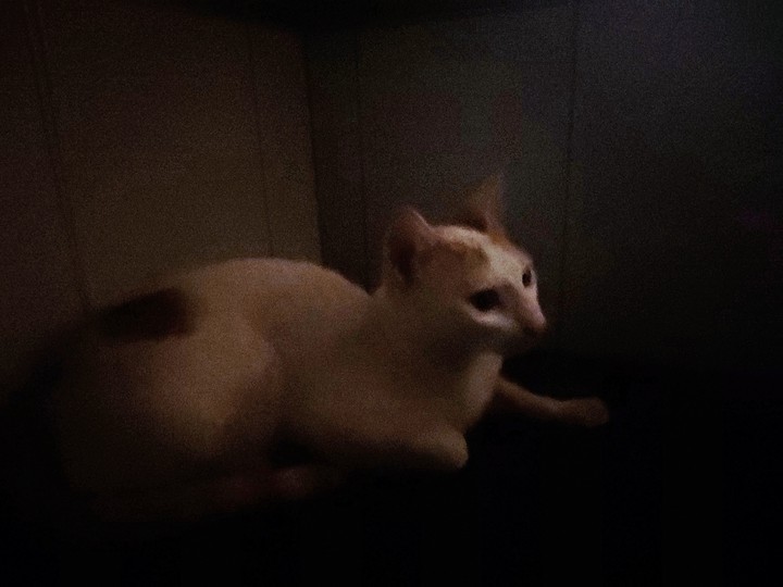 cat