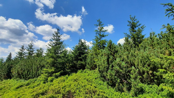 Czech, mountain Krkonoše