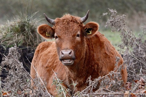 sfondi bovinae, ox