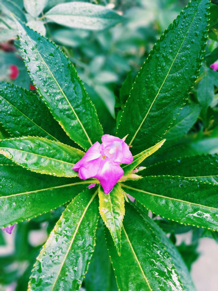 flower