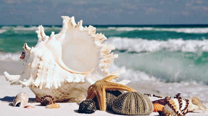 IN BEACH
