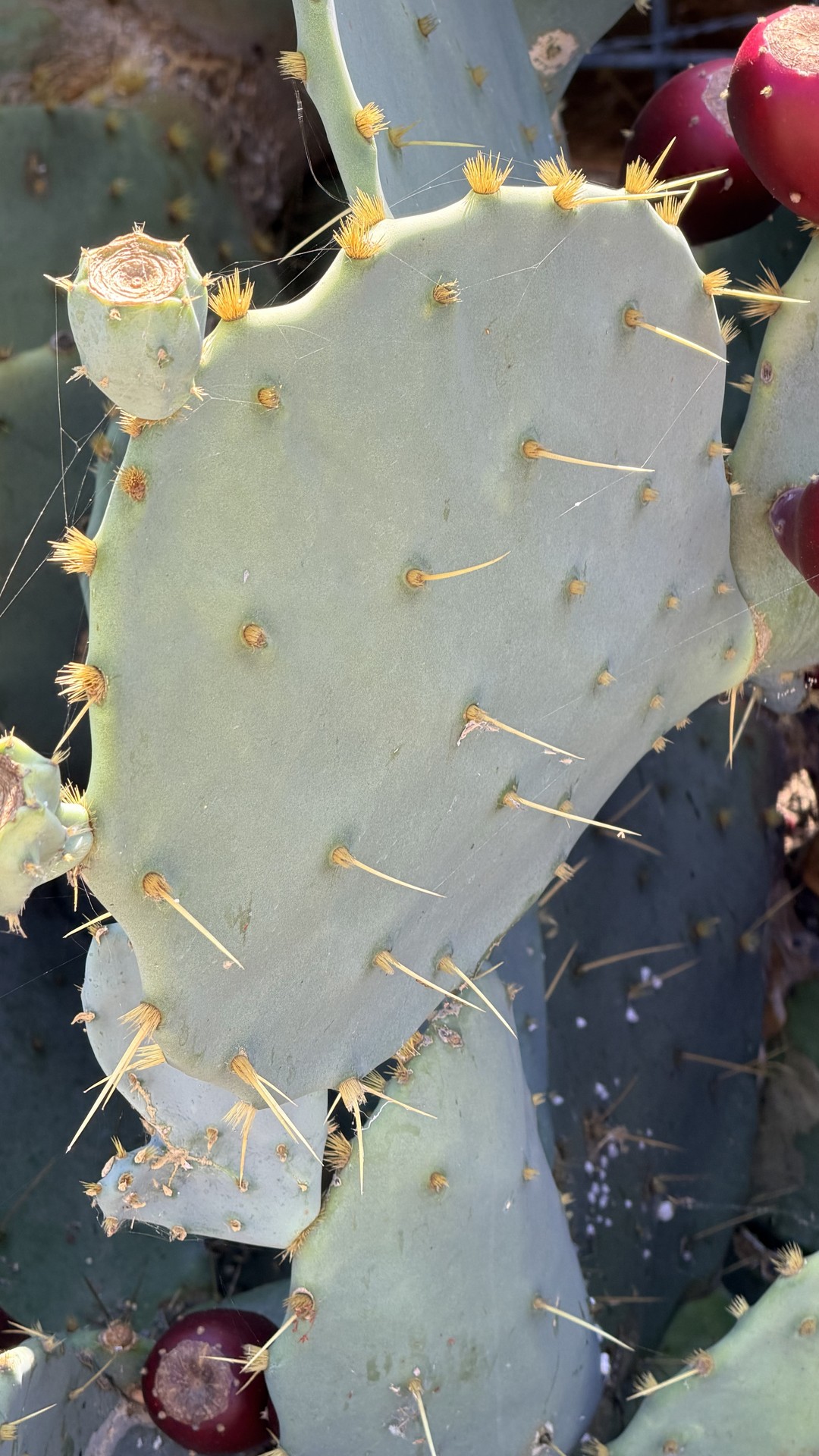 caryophyllales, Cactus wallpapers