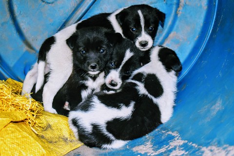 puppies