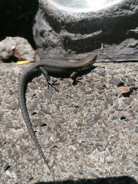 bedrock, iguania वॉलपेपर