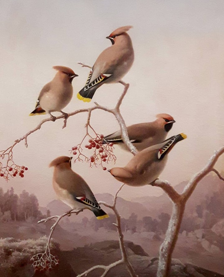 Bohemian Waxwing ❤️