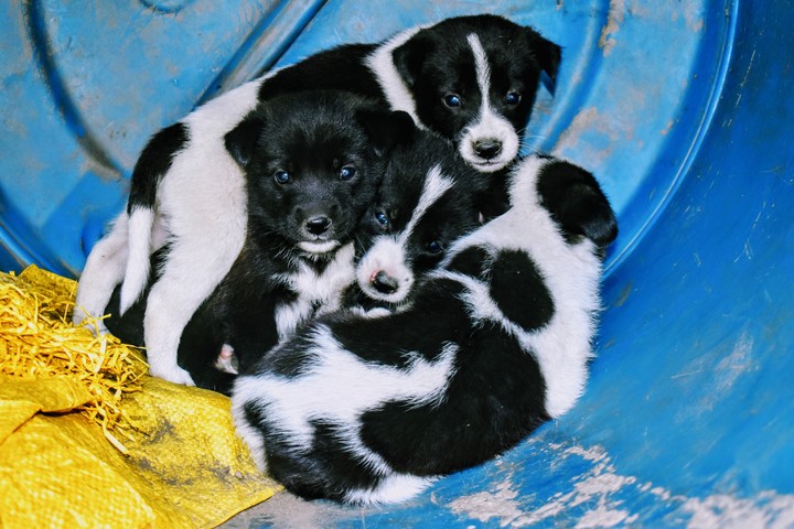 puppies
