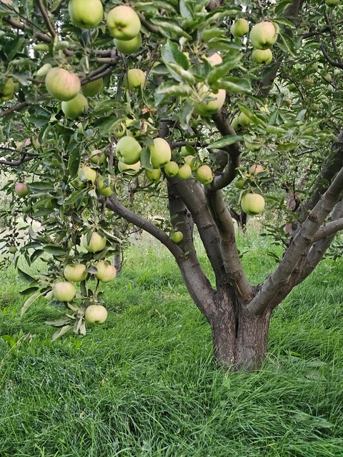 fonds d'écran fruit, Citrus