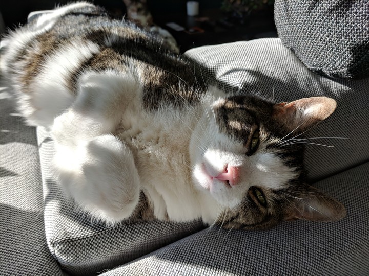Finn