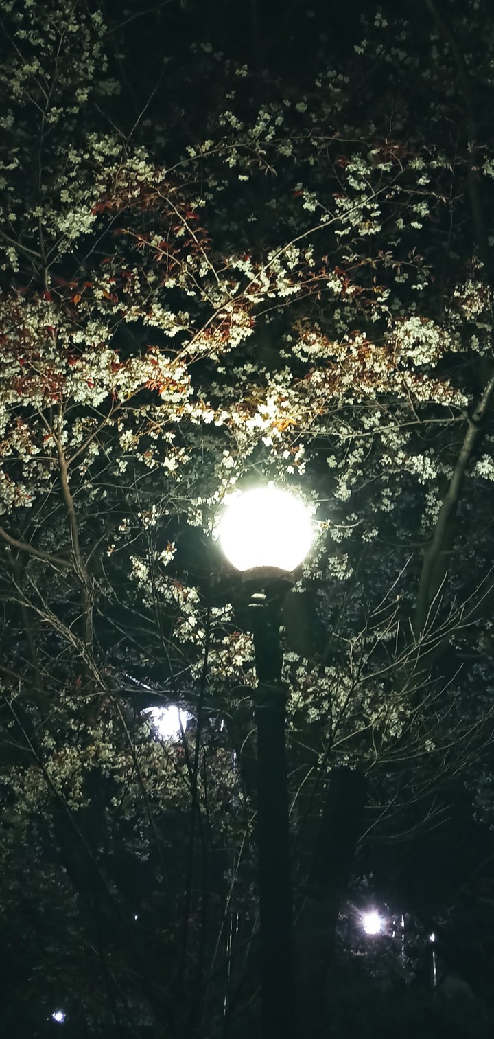 밤과 새벽사이, 벚꽃