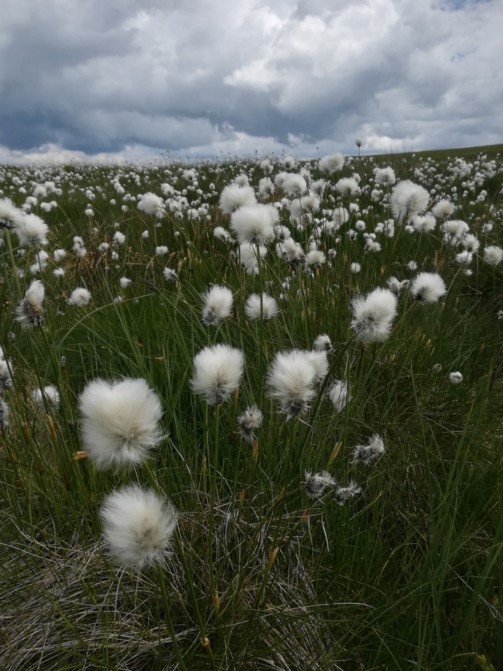 mountain flowers