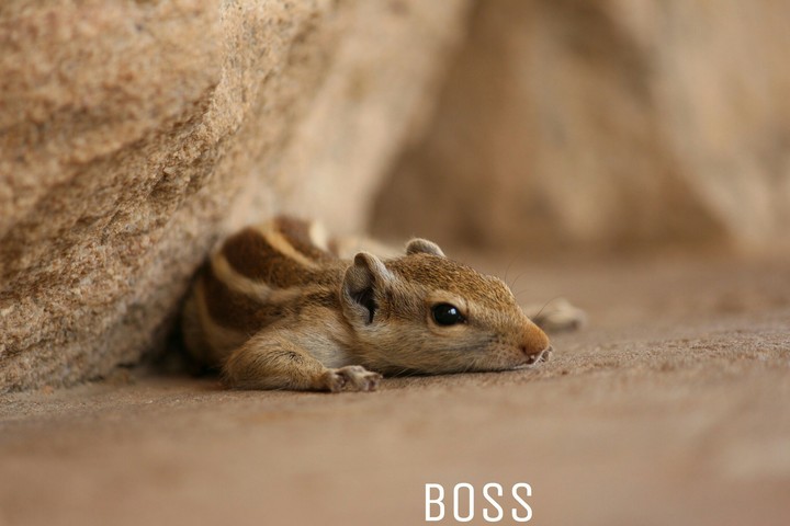 boss