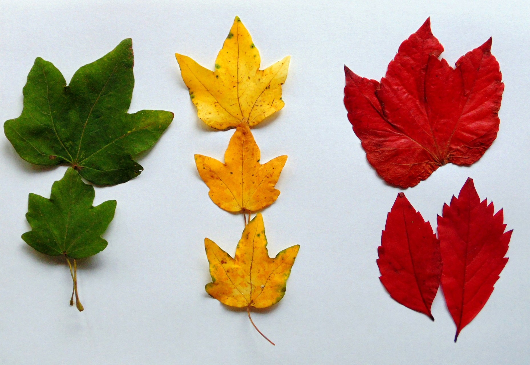 autumn
