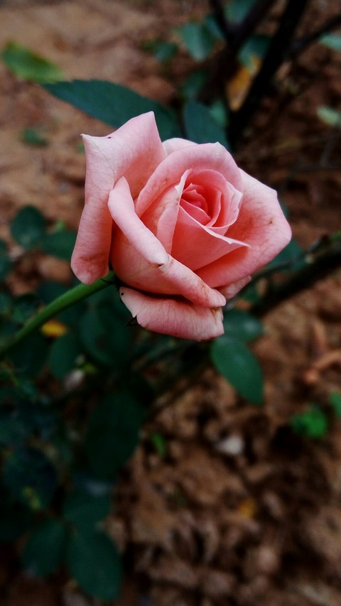 Lover Of All times