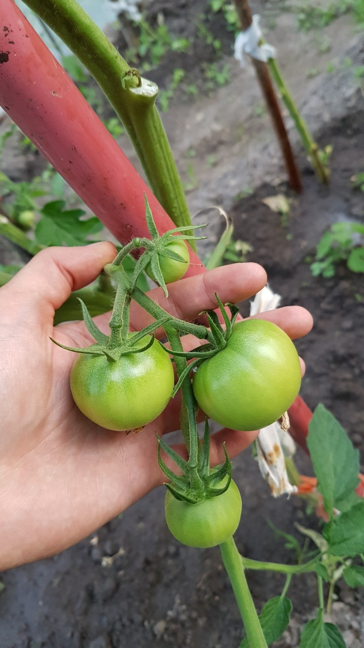 Organic tomatoes