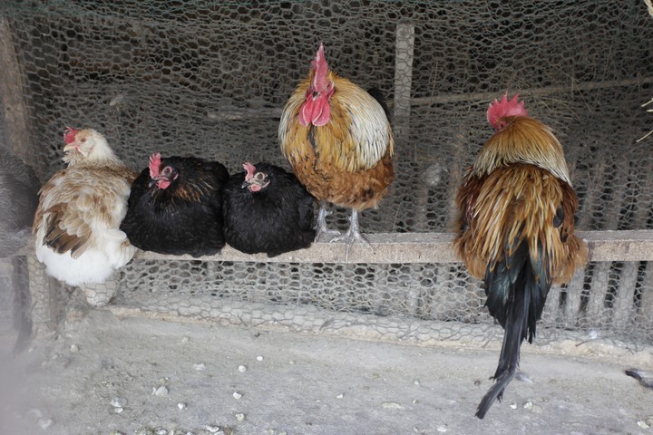 Animal