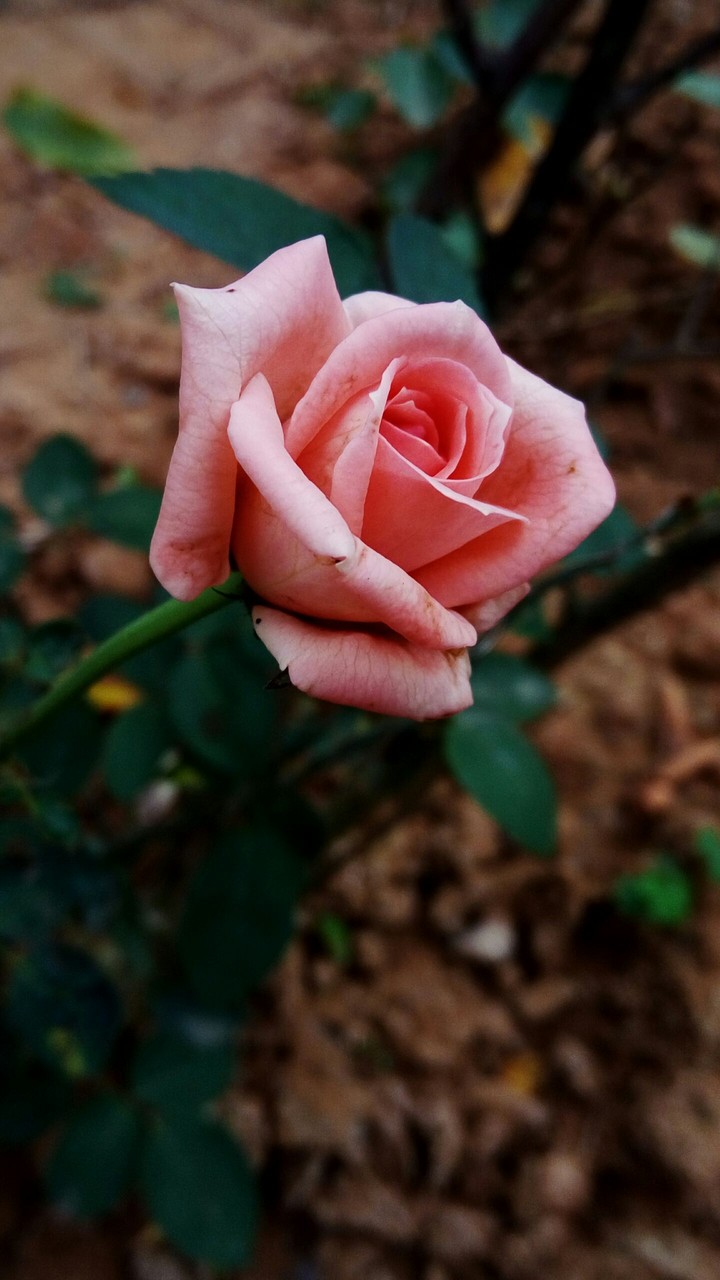 Lover Of All times