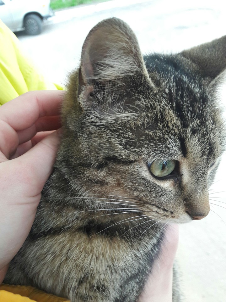 cat